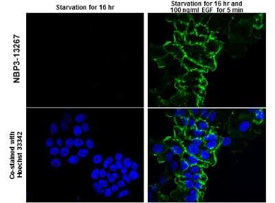 Immunocytochemistry/ Immunofluorescence: EGFR [p Tyr998] Antibody [NBP3-13267]